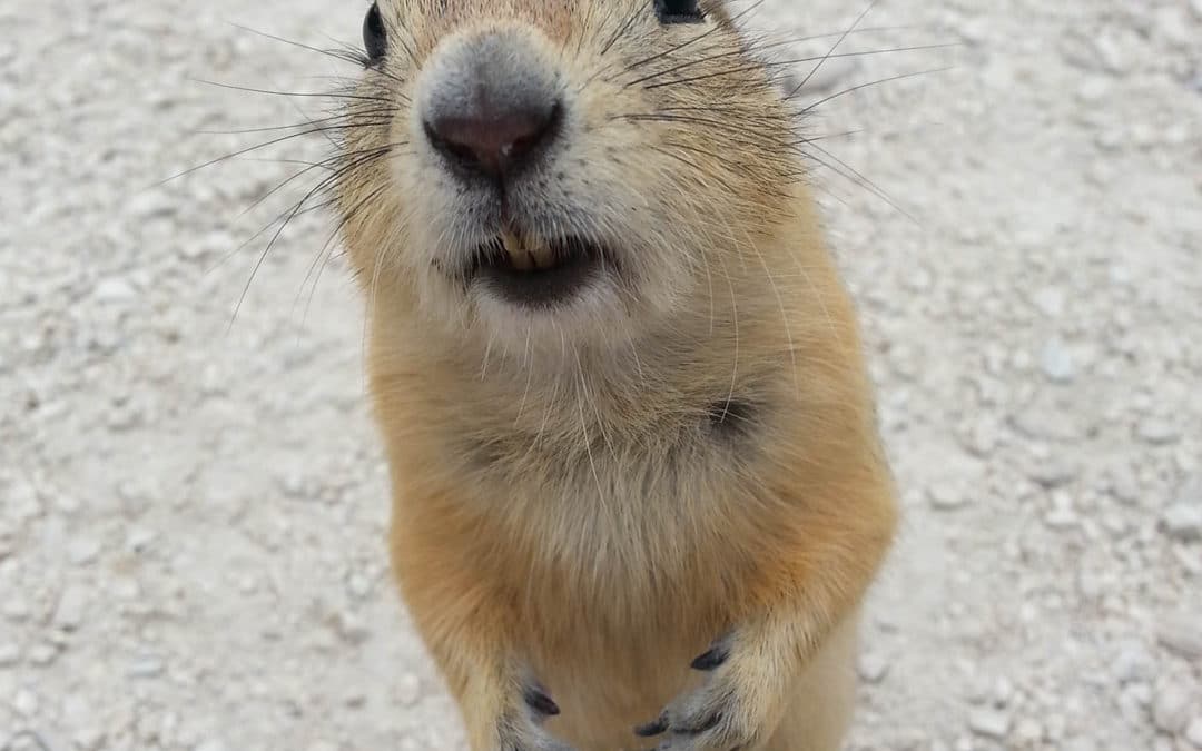 Winnipeg & Zoo