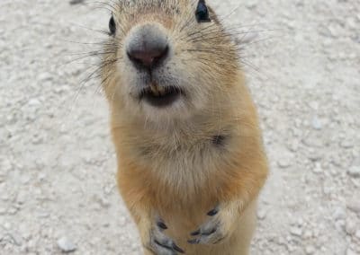 Winnipeg & Zoo