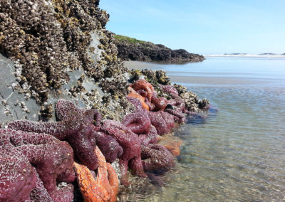 Tofino