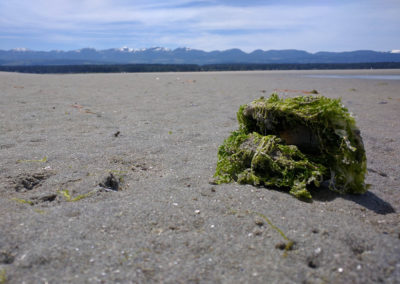 Goose Spit