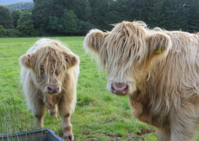 Arran Island